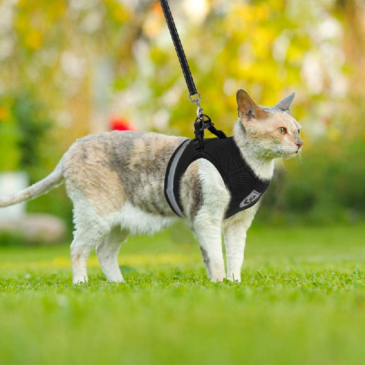 Breathable Cat Harness and Leash Set